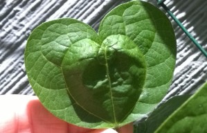A perfect heart-shaped leaf that sprouted on my green bean bush.